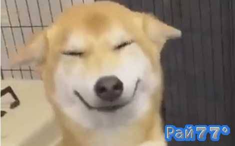 Самый счастливый пёс на свете покорил интернет. (Видео)