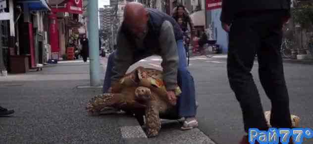 Пожилой японец каждый день гуляет по Токио со своим домашним питомцем - 70-килограммовой гигантской черепахой (Видео)